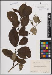 Foto von Salix caprea L.